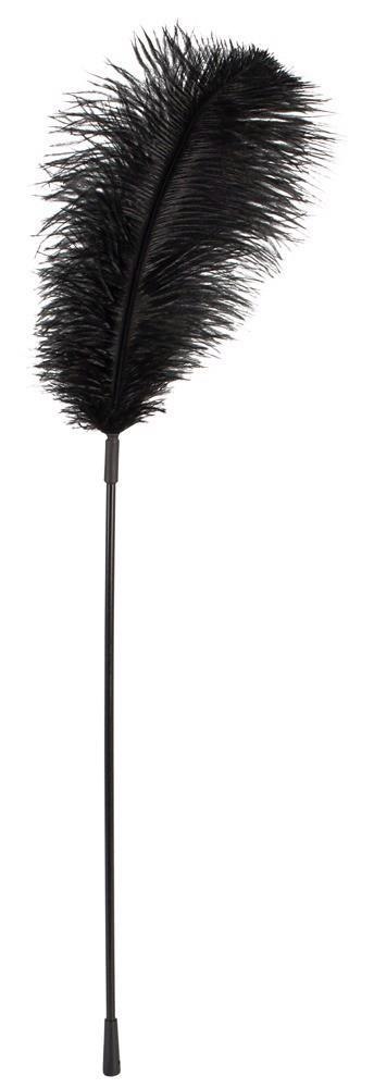 Bad Kitty Black feather Bad Kitty Bad Kitty Black feather Bad Kitty